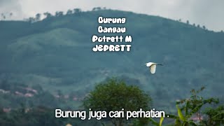 Burung Bangau Potrett M JEPRETT