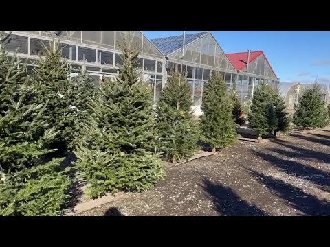 Sussex County Christmas Tree Farm