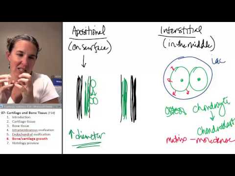 Bone + Cartilage 6- Growth