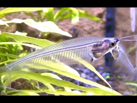 Watch Video on YouTube