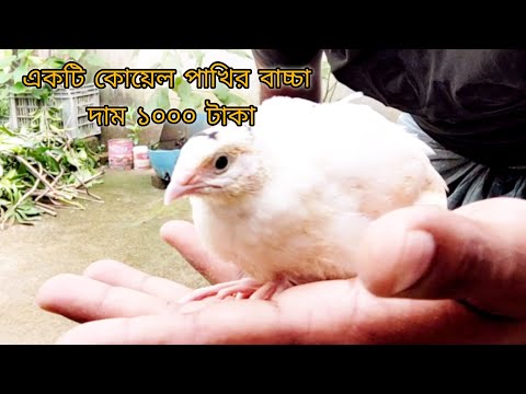 European White Giant Quail Birds. European White Giant Quail Birds