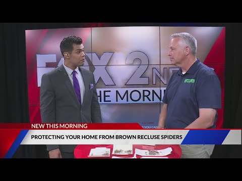 Protecting your home from brown recluse spiders