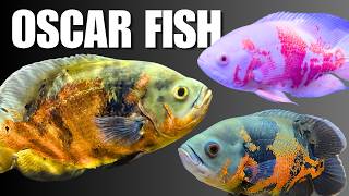 How to Keep Oscar Fish: Complete Care Guide to Tank Setup, Size, Diet & Tank Mates