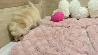 ハーフ犬の動画01