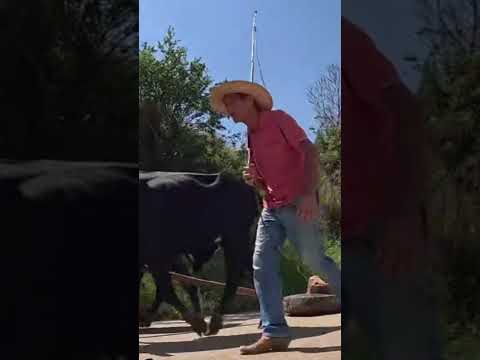 SEU CHICO INACIO, O MAIOR CARREIRO DE CONCEIÇÃO DOS OUROS-MG