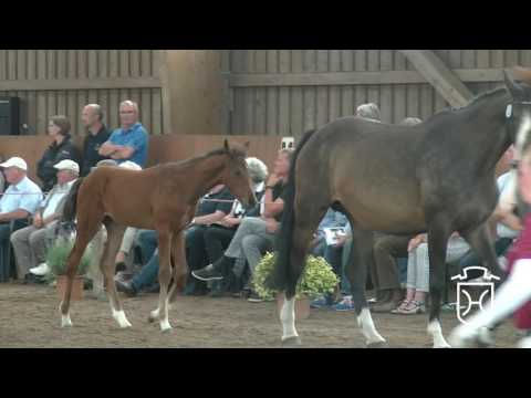 Holsteiner Fohlenchampionat 2017 - Pinneberg - erster Hengstring