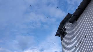 Download lagu SP. Raja lele original #by.atax walet mp3