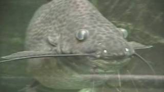 preview picture of video 'Achara Catfish / Marmorierter Prachtantennenwels @ Kölner Zoo [49/52]'