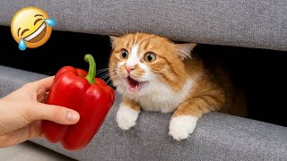 Try Not To Laugh 😂 The Funniest Cats and Dogs of 2025 🐱🐶