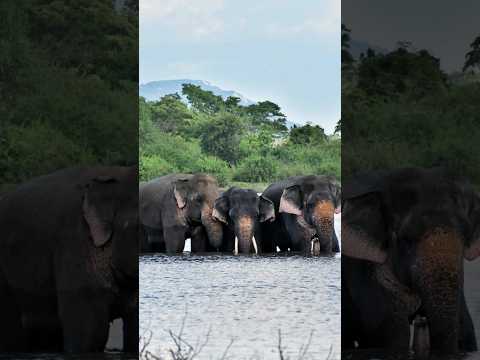 𝘽𝙖𝙗𝙮 𝙏𝙪𝙨𝙠𝙚𝙧 𝙬𝙝𝙤 𝙘𝙖𝙢𝙚 𝙬𝙞𝙩𝙝 𝙩𝙝𝙚 𝙛𝙖𝙢𝙞𝙡𝙮 𝙩𝙤 𝙗𝙖𝙩𝙝𝙚🤗🤗 #elephante #wildlife #viral #animals #discovery