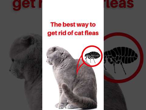 The best way to get rid of cat fleas