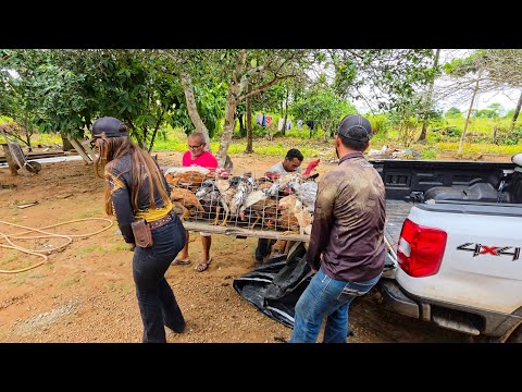 LEVAMOS NOSSAS GALINHAS PARA NOSSA FAZENDA @XINGURUSTICO . Mais uma benção