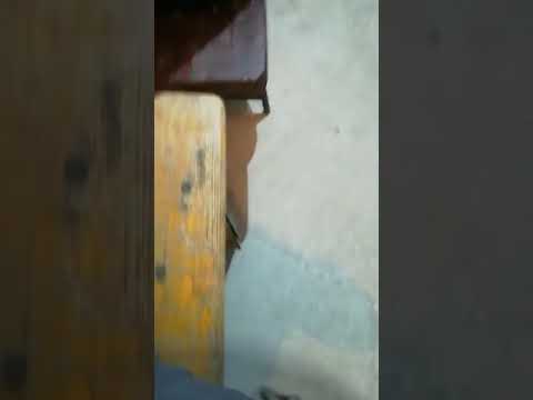 Nunta de la Valea Dacilor(1)