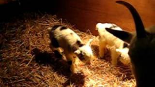 preview picture of video 'Pygmy Goat Twins'