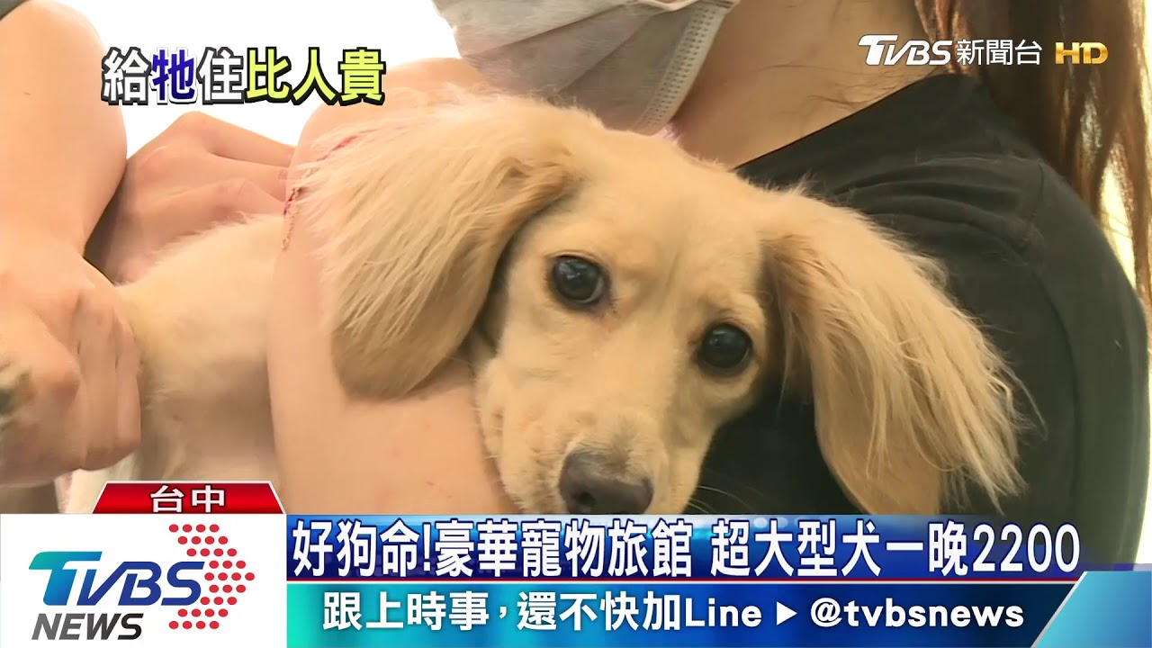 好狗命！豪華寵物旅館　超大型犬一晚2200