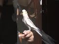 Burung Falk Bernyanyi Kalau Kau Senang Hati