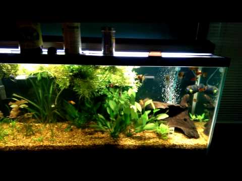Planted 150 Gallon Discus Aquarium
