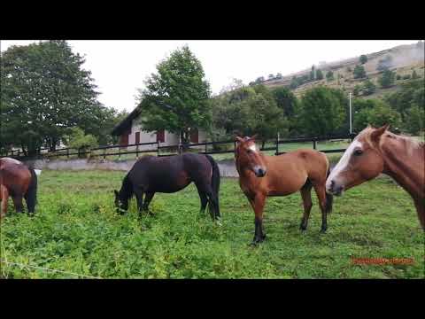 CAVALLI, PECORE, VACCHE AL RITORNO DALL' ALPE A PONTECHIANALE IN VAL VARAITA (CN) DOM. 17 - 9 - 2023