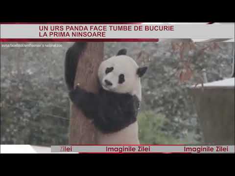 IMAGINILE ZILEI 16 Noiembrie - Bucuria unui panda la prima ninsoare