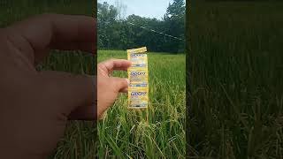 Download lagu WAKTU YANG TEPAT MENGGUNAKAN GIBGRO PANEN #shorts #video shorts #video viral #budidayapertanian mp3