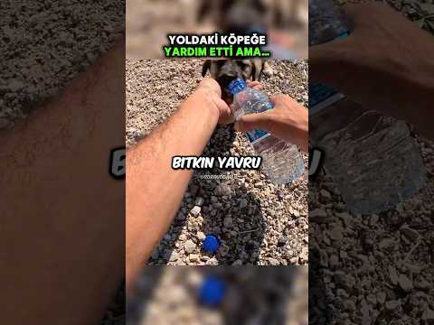 Yavru Köpeği Çantasına Aldı Ama… 🥺