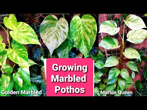 Marble  Queen & Golden Marble Pothos Care Guide