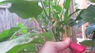 How To Prune &amp; Hand Pollinate Eggplant