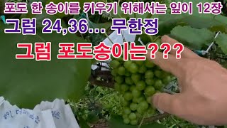 포도 한 송이를 키우기 위해서는 잎이 12장 가량 필요. 그렇다면 24, 36... 무한정 둔다면, 그럼 포…