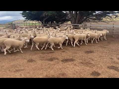 163 BORDER LEICESTER/MERINO X EWES