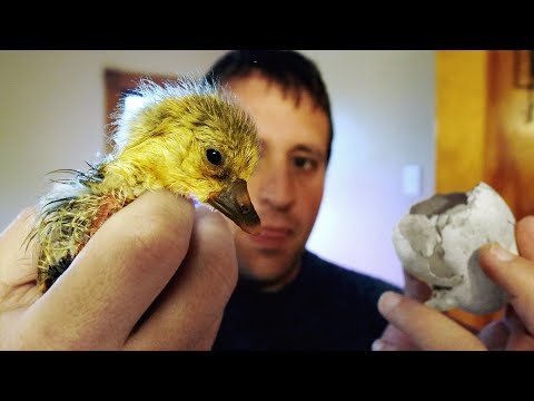 , title : 'Hatching Duck and Goose Eggs Start to Finish | Video Diary'