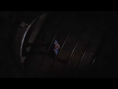 fuga de alcatraz capitulo 24 en español