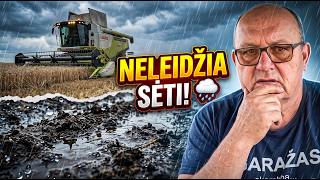 LIETUS STABDO RAPSŲ SĖJĄ! 🌧️ Paskutiniai kūlimo hektarai