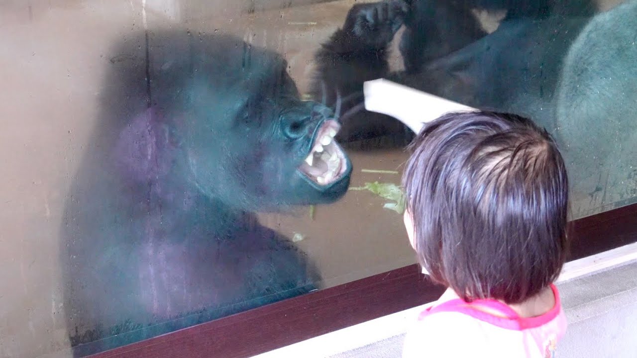 Gorilla girl enjoys surprising little girl wiping glass｜Past Videos｜Shabani Group