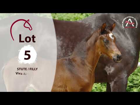 🍀 www.fohlenauktion.at 🍀 Lot5 - Viva Austria SA