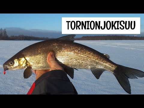 MERILAPISSA PILKILLÄ