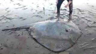 preview picture of video 'Monster stingray at Kaiaua NewZealand'