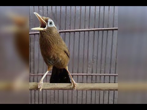 Wambi Novyj Trend Smotret Onlajn Na Sajte Trendovi Ru