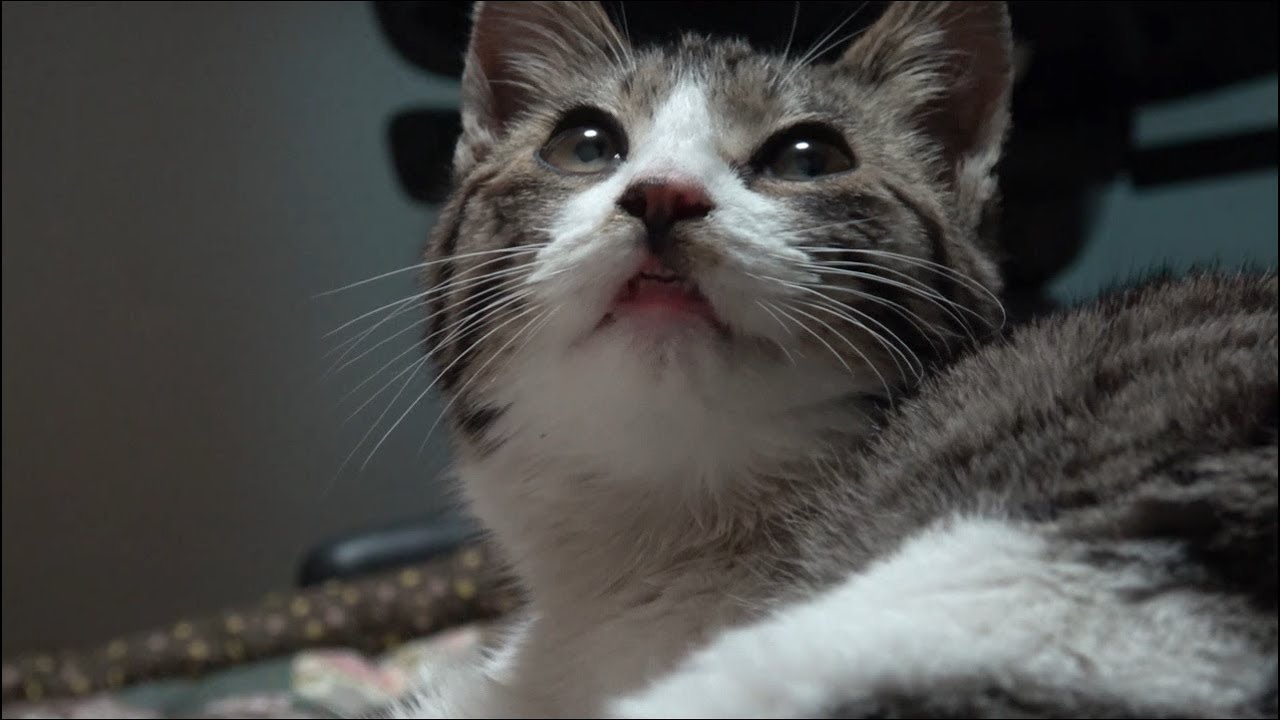 추운날 차가운 길바닥에 버려진 새끼고양이를 주웠습니다