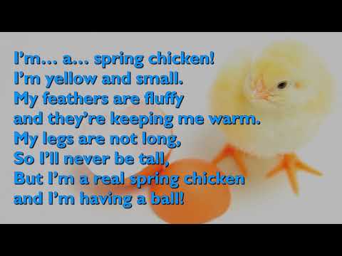 Spring Chicken Song  (One Mother Hen) [with lyrics for congregations]