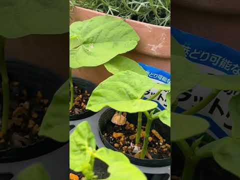 成功するにはインゲンの隣に何を植えますか?家庭菜園との良い関係、悪い関係のポイント  庭園