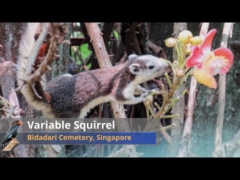 Variable Squirrel feeding on Cannonball Fruit near Bidadari 【Singapore Wildlife】