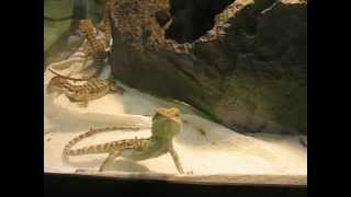 preview picture of video 'Young bearded dragons on Toronto Reptile and Aquatic Expo 2012'