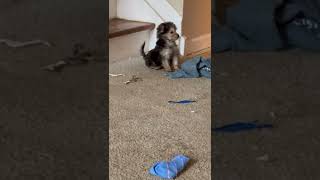 Morkie Puppies Videos