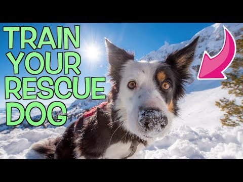 How To Properly Train A Rescue Husky!