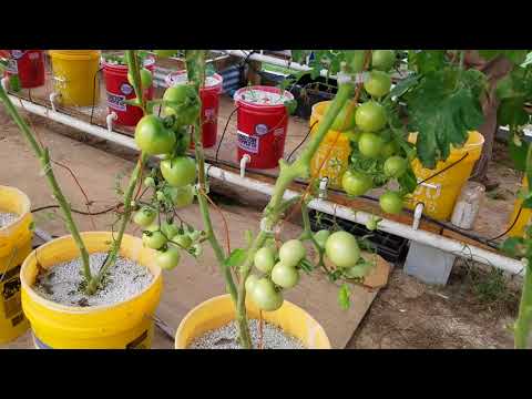 Hydroponic Greenhouse update and short tour around the property 11-6-17