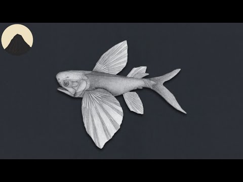 The Evolution of Flying Fish