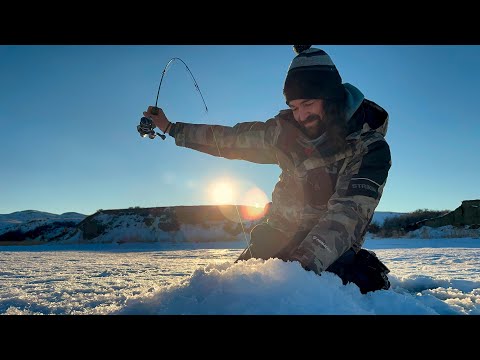 Tearin Up Walleye's / Burbot! CLEAR Underwater Footage