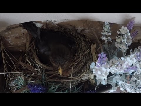 Friday 1 May Evening Blackbird Nesting