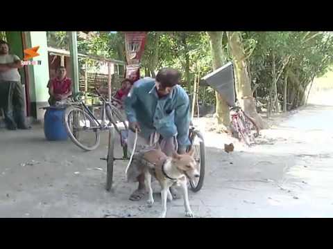 দেখুন বাংলাদেশে কুকুরের গাড়ি || Bangldeshi Dog Car || Khokan Mondol || Latest News 2017