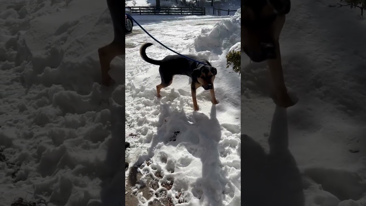 Enlarge Griffin, a ADOPTABLE mixed breed in Waterdown, ON video 1/3